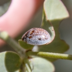 Paropsisterna m-fuscum (Eucalyptus Leaf Beetle) at Mount Clear, ACT - 7 Feb 2024 by SWishart