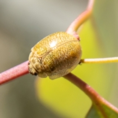 Paropsisterna cloelia (Eucalyptus variegated beetle) at Mount Clear, ACT - 7 Feb 2024 by SWishart