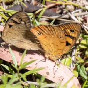 Heteronympha penelope at Namadgi National Park - 7 Feb 2024 11:54 AM