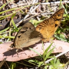 Heteronympha penelope at Namadgi National Park - 7 Feb 2024 11:54 AM