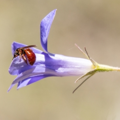 Exoneura sp. (genus) (A reed bee) at Namadgi National Park - 7 Feb 2024 by SWishart