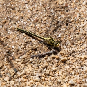 Austrogomphus guerini at Namadgi National Park - 7 Feb 2024 12:25 PM