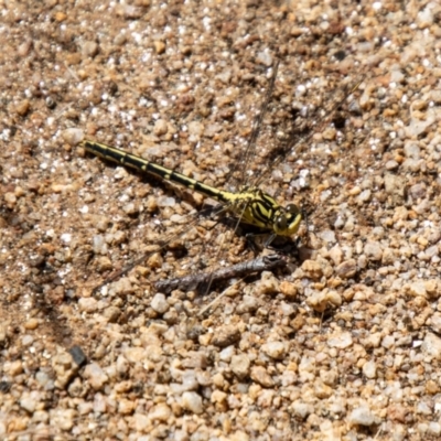 Austrogomphus guerini (Yellow-striped Hunter) at Mount Clear, ACT - 7 Feb 2024 by SWishart