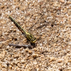 Austrogomphus guerini at Namadgi National Park - 7 Feb 2024