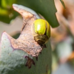 Paropsisterna hectica (A leaf beetle) at Mount Clear, ACT - 7 Feb 2024 by SWishart