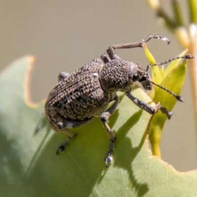 Rhinaria sp. (genus) (Unidentified Rhinaria weevil) at Mount Clear, ACT - 7 Feb 2024 by SWishart