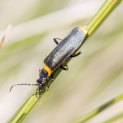 Chauliognathus lugubris (Plague Soldier Beetle) at Mount Clear, ACT - 7 Feb 2024 by SWishart