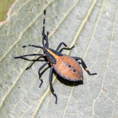 Amorbus sp. (genus) (Eucalyptus Tip bug) at Mount Clear, ACT - 7 Feb 2024 by SWishart