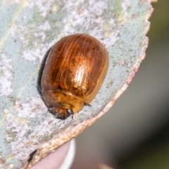 Paropsisterna cloelia (Eucalyptus variegated beetle) at Mount Clear, ACT - 7 Feb 2024 by SWishart