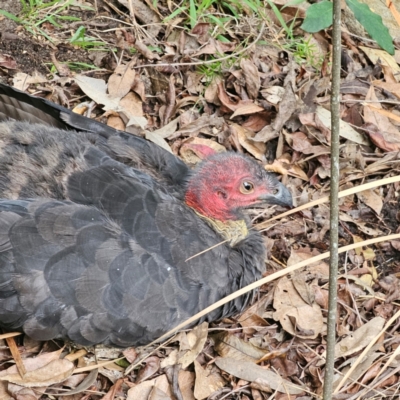 Alectura lathami (Australian Brush-turkey) at Ku-ring-gai Chase National Park - 18 Feb 2024 by Csteele4