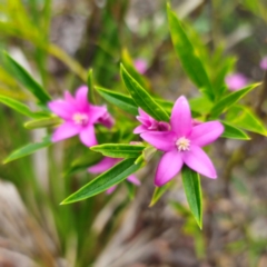 Crowea saligna (Willow-leaved Crowea) at Ku-ring-gai Chase National Park - 18 Feb 2024 by Csteele4