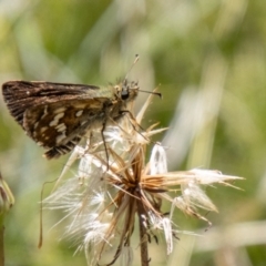 Atkinsia dominula (Two-brand grass-skipper) at Mount Clear, ACT - 7 Feb 2024 by SWishart