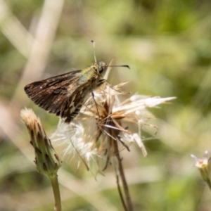 Atkinsia dominula at Namadgi National Park - suppressed