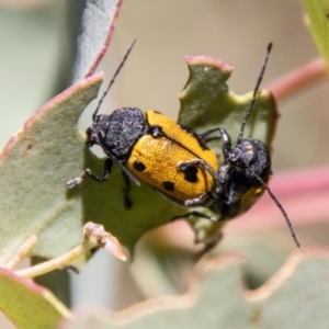 Cadmus (Cadmus) litigiosus at Namadgi National Park - 7 Feb 2024