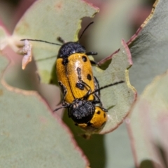 Cadmus (Cadmus) litigiosus at Namadgi National Park - 7 Feb 2024