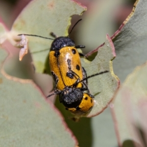 Cadmus (Cadmus) litigiosus at Namadgi National Park - 7 Feb 2024