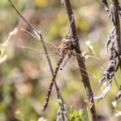 Austroaeschna unicornis (Unicorn Darner) at Mount Clear, ACT - 7 Feb 2024 by SWishart