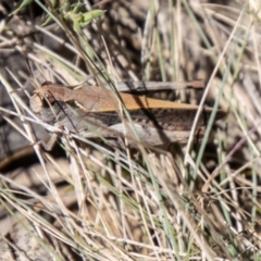 Cryptobothrus chrysophorus (Golden Bandwing) at Mount Clear, ACT - 7 Feb 2024 by SWishart