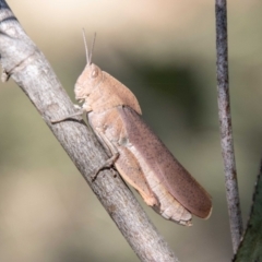 Goniaea australasiae (Gumleaf grasshopper) at Mount Clear, ACT - 7 Feb 2024 by SWishart