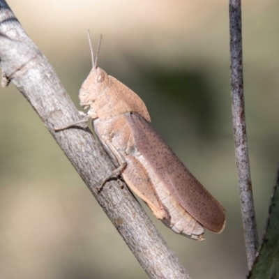 Goniaea australasiae (Gumleaf grasshopper) at Mount Clear, ACT - 7 Feb 2024 by SWishart