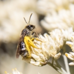 Lasioglossum (Chilalictus) sp. (genus & subgenus) (Halictid bee) at Mount Clear, ACT - 7 Feb 2024 by SWishart