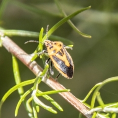 Agonoscelis rutila (Horehound bug) at Mount Clear, ACT - 7 Feb 2024 by SWishart