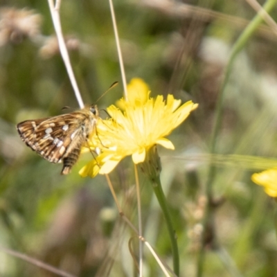 Atkinsia dominula (Two-brand grass-skipper) at Mount Clear, ACT - 7 Feb 2024 by SWishart