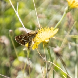 Atkinsia dominula at Namadgi National Park - suppressed