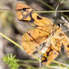 Heteronympha penelope at Namadgi National Park - 7 Feb 2024 03:34 PM