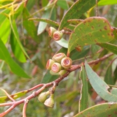 Eucalyptus nitida (Smithton Peppermint) at Southwest National Park - 16 Feb 2024 by Detritivore