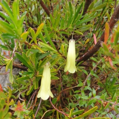 Billardiera macrantha (Mountain Appleberry) at Southwest National Park - 16 Feb 2024 by Detritivore