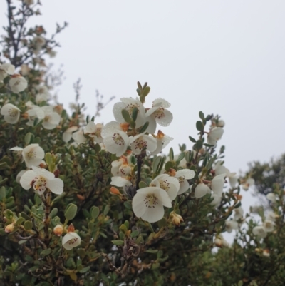 Eucryphia milliganii (Dwarf Leatherwood) at Southwest National Park - 16 Feb 2024 by Detritivore