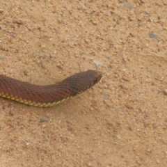 Austrelaps ramsayi (Highlands Copperhead) at Reidsdale, NSW - 18 Feb 2024 by MatthewFrawley