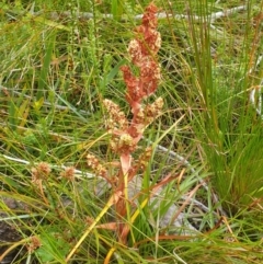 Dracophyllum milliganii at Southwest National Park - 16 Feb 2024 by Detritivore
