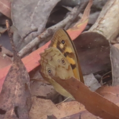 Heteronympha paradelpha (Spotted Brown) at Monga National Park - 18 Feb 2024 by MatthewFrawley