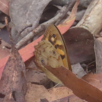 Heteronympha paradelpha (Spotted Brown) at Monga, NSW - 18 Feb 2024 by MatthewFrawley