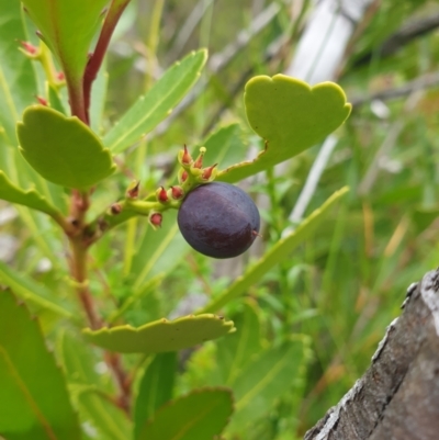 Cenarrhenes nitida (Port Arthur Plum) at Southwest National Park - 16 Feb 2024 by Detritivore