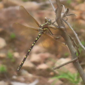 Synthemis eustalacta at QPRC LGA - 18 Feb 2024 02:40 PM