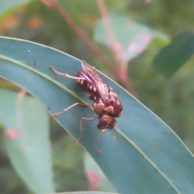 Pergagrapta polita (Sawfly) at Monga, NSW - 18 Feb 2024 by MatthewFrawley