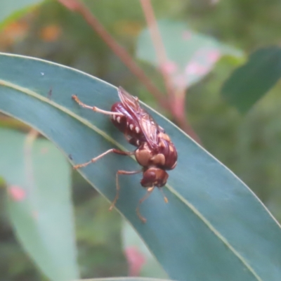 Pergagrapta polita (Sawfly) at QPRC LGA - 18 Feb 2024 by MatthewFrawley