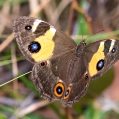 Tisiphone abeona (Varied Sword-grass Brown) at Hallora, VIC - 6 Jan 2019 by Petesteamer