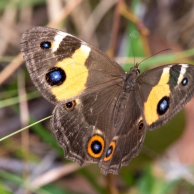 Tisiphone abeona (Varied Sword-grass Brown) at Hallora, VIC - 6 Jan 2019 by Petesteamer