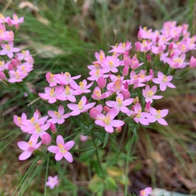 Centaurium sp. (Centaury) at Paddys River, ACT - 5 Feb 2024 by RosD
