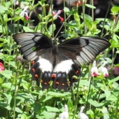 Papilio aegeus (Orchard Swallowtail, Large Citrus Butterfly) at Wingecarribee Local Government Area - 17 Feb 2024 by GlossyGal