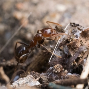 Papyrius sp. (genus) at Duffy, ACT - suppressed