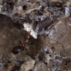 Papyrius sp. (genus) at Duffy, ACT - suppressed