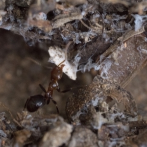 Papyrius sp. (genus) at Duffy, ACT - suppressed