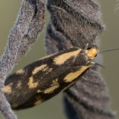 Palimmeces poecilella (A Concealer moth) at Namadgi National Park - 17 Feb 2024 by patrickcox