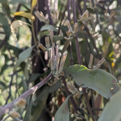 Amyema quandang var. quandang (Grey Mistletoe) at Allans Flat, VIC - 18 Feb 2024 by Darcy