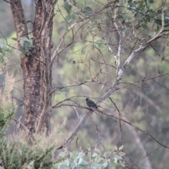 Artamus cyanopterus cyanopterus (Dusky Woodswallow) at Allans Flat, VIC - 18 Feb 2024 by Darcy